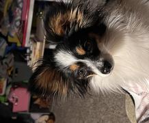 club-papillon様　12月 PlayTyme Papillons - AKC breeder of Merit - Show News